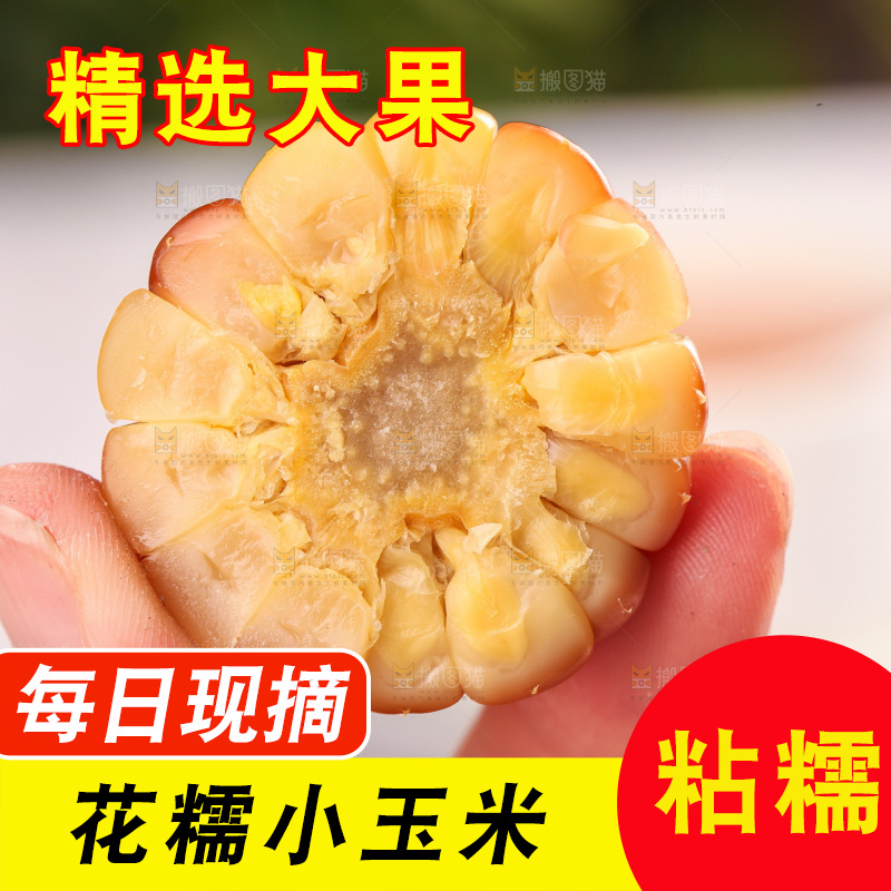浅底上的小花糯玉米