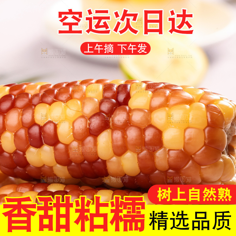 浅底上的小花糯玉米