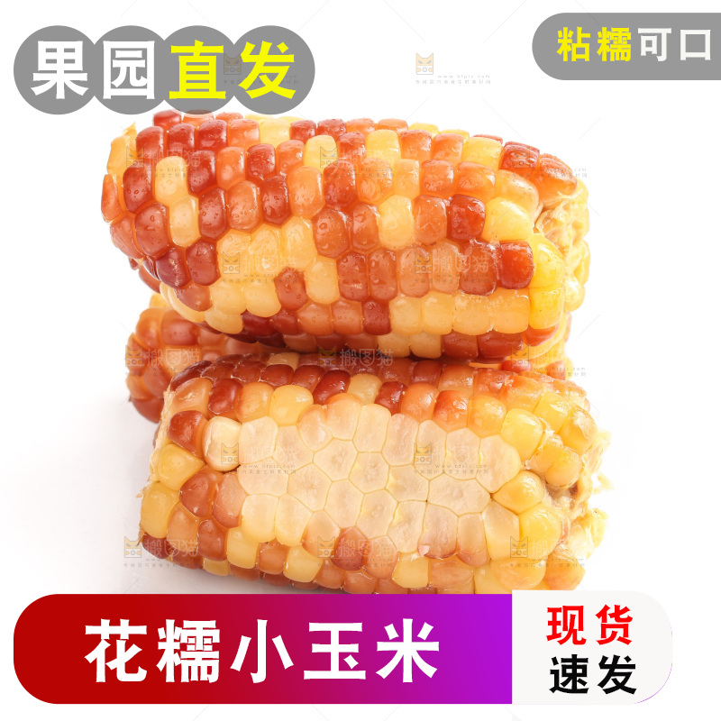 白底上的小花糯玉米
