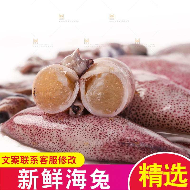 白底上的海兔