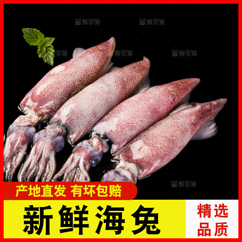 黑底上的海兔