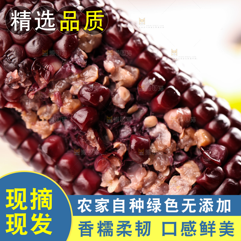 浅底上的黑糯玉米