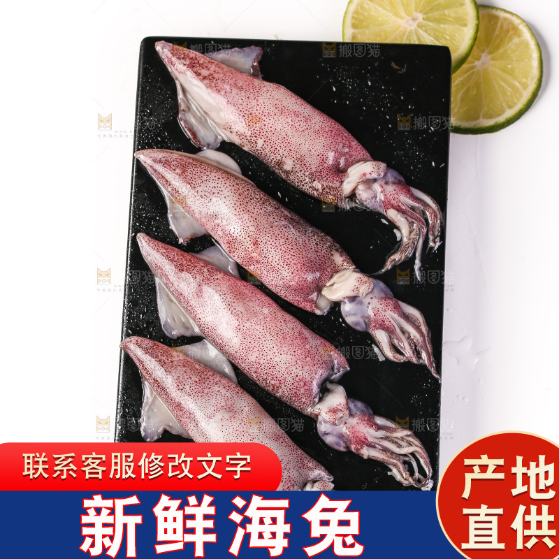 白底上的海兔
