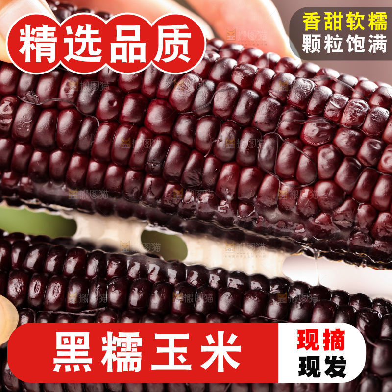浅底上的黑糯玉米
