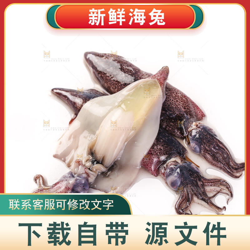白底上的海兔