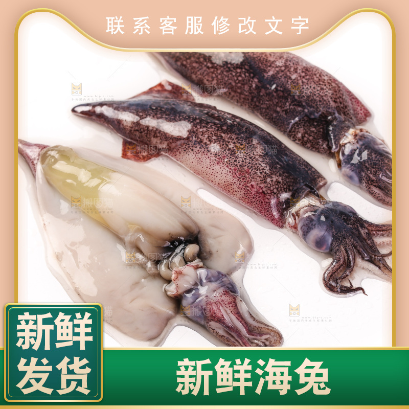 白底上的海兔