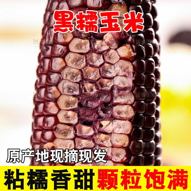 浅底上的黑糯玉米