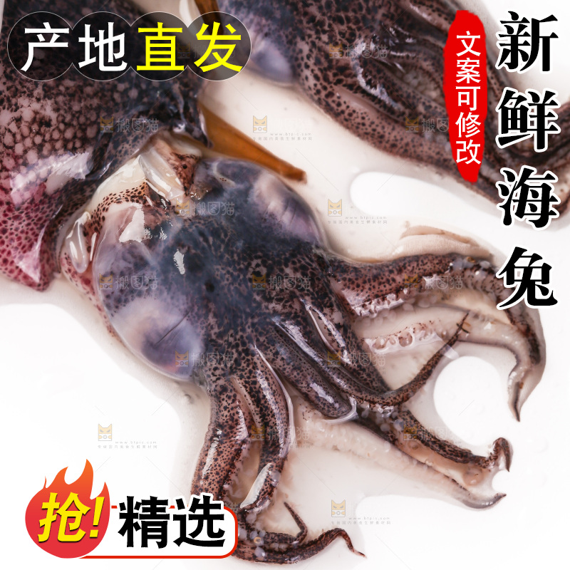 白底上的海兔