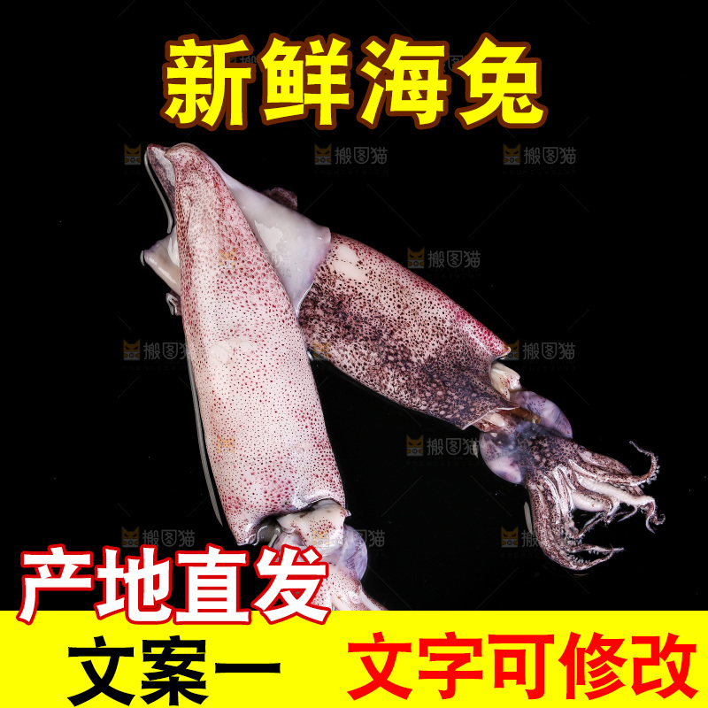 黑底上的海兔