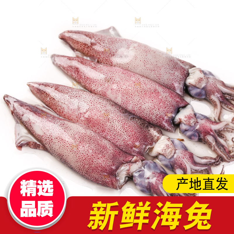 白底上的海兔