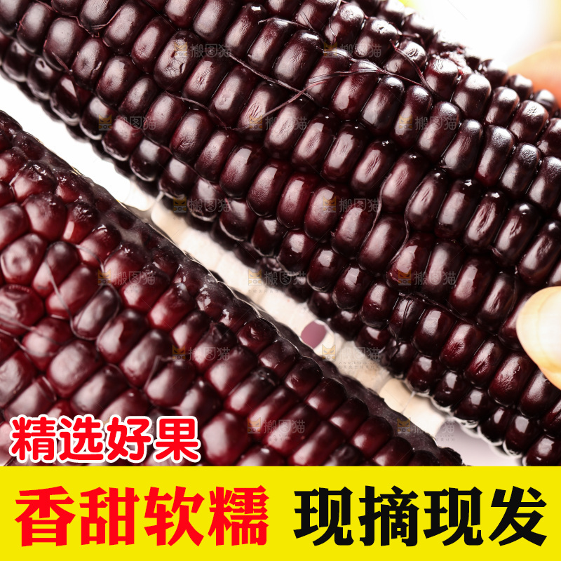 浅底上的黑糯玉米