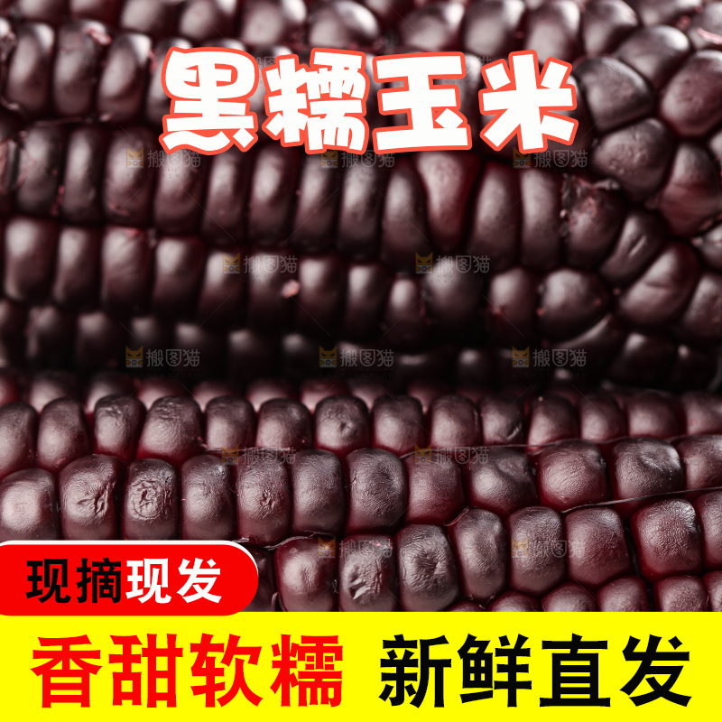 浅底上的黑糯玉米
