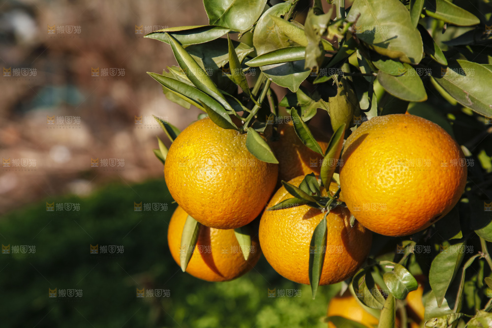 树上的新鲜橙子