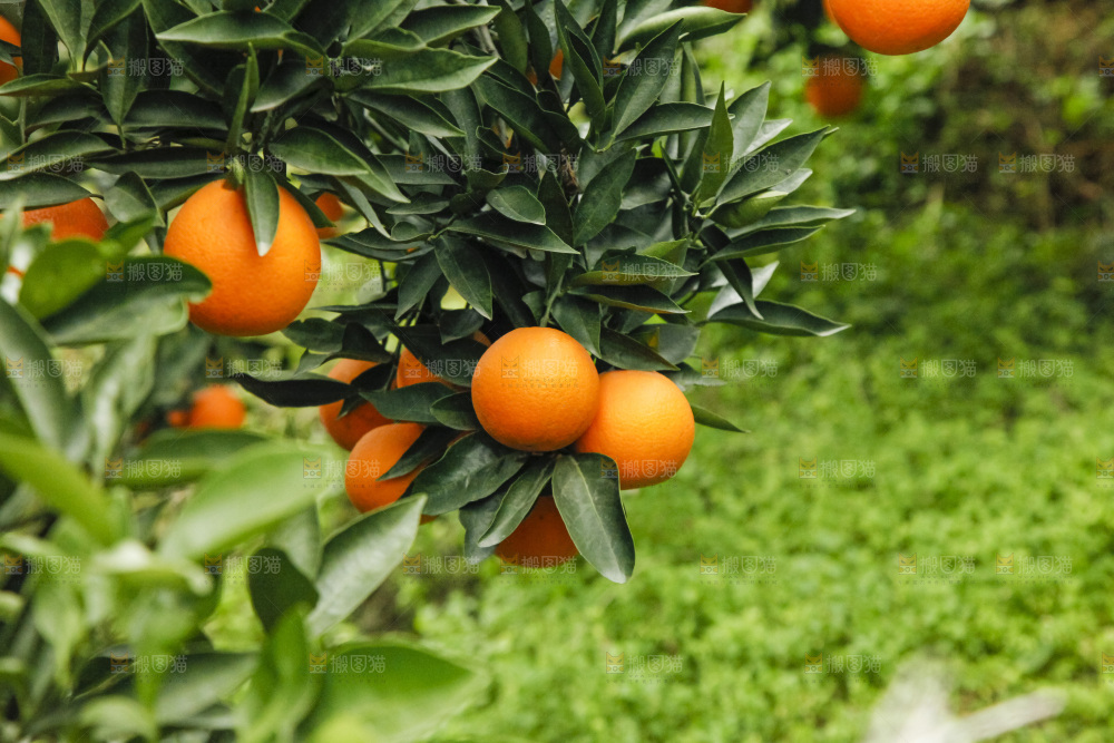 树上的新鲜橙子