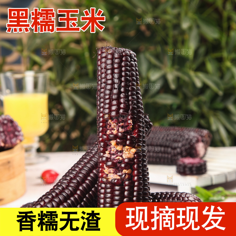 浅底上的黑糯玉米