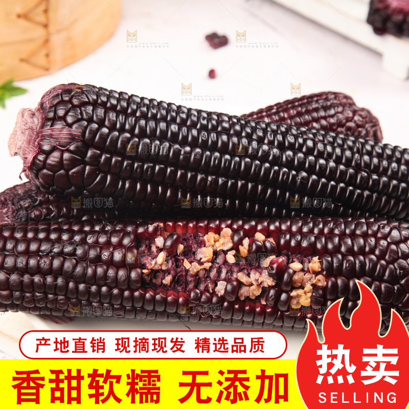 浅底上的黑糯玉米