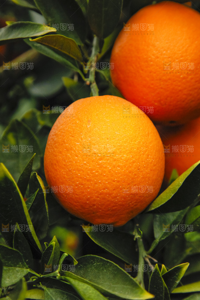 赣南脐橙