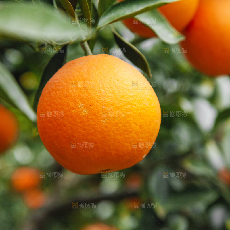 树上的新鲜橙子