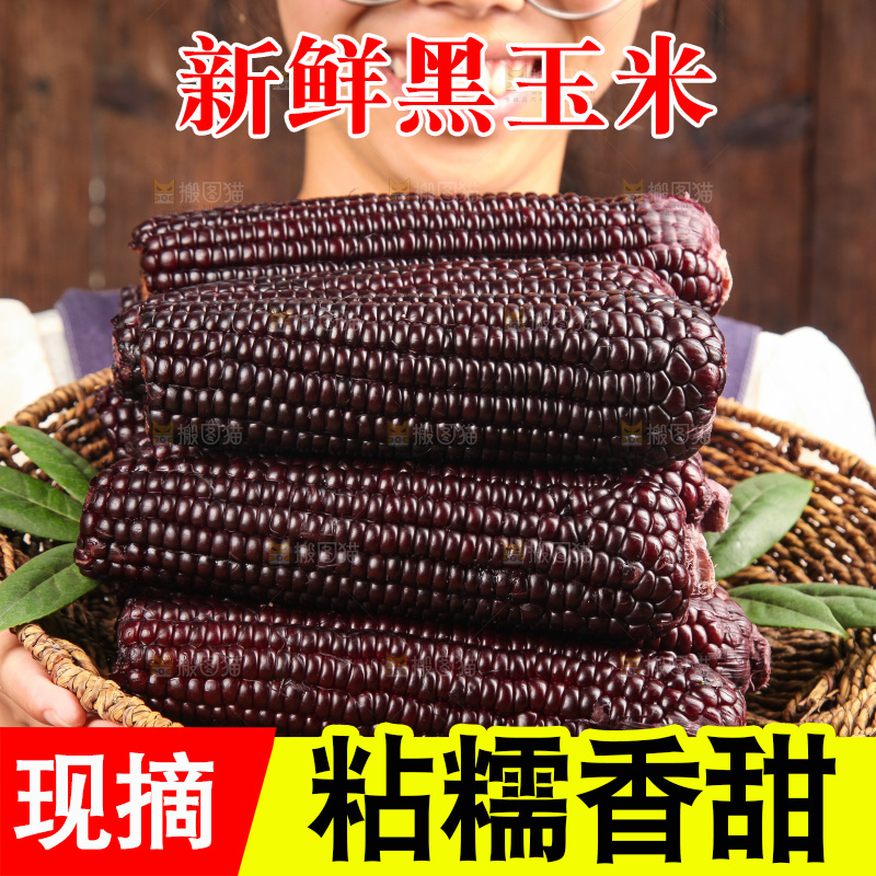 手里拿着黑玉米