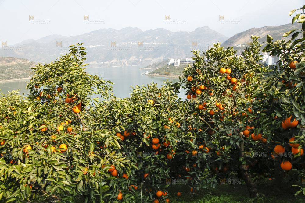 树上的新鲜橙子