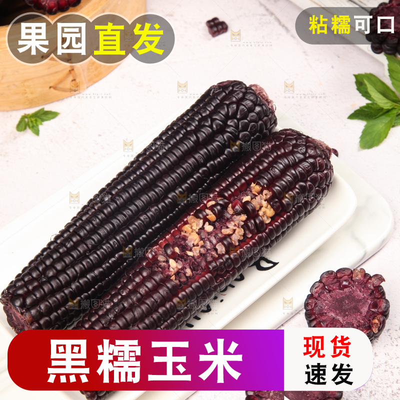 浅底上的黑糯玉米