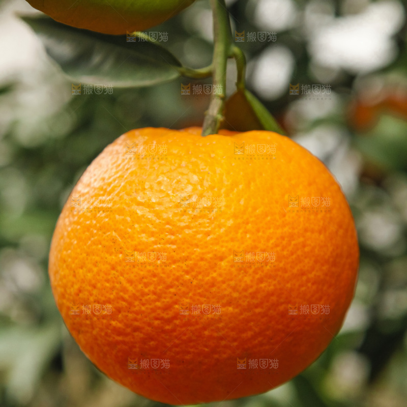 树上的新鲜橙子