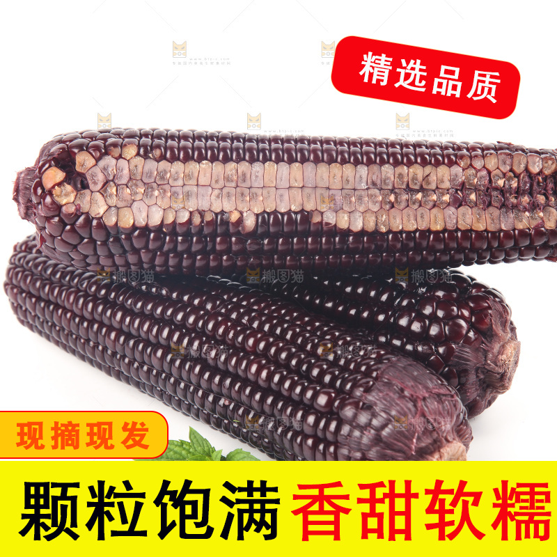 白底上的黑糯玉米