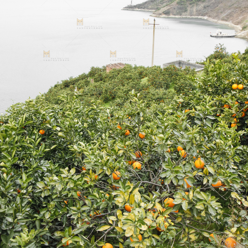 树上的新鲜橙子