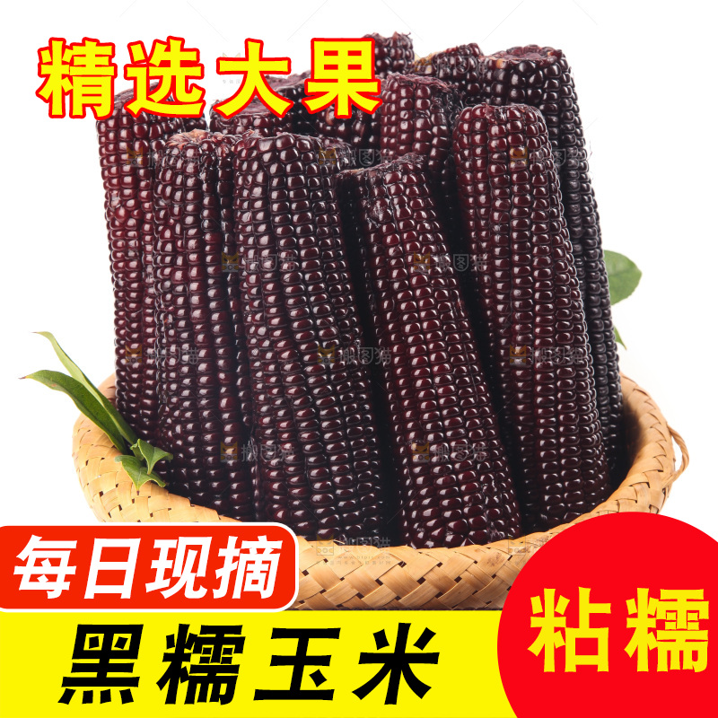 白底上的黑糯玉米