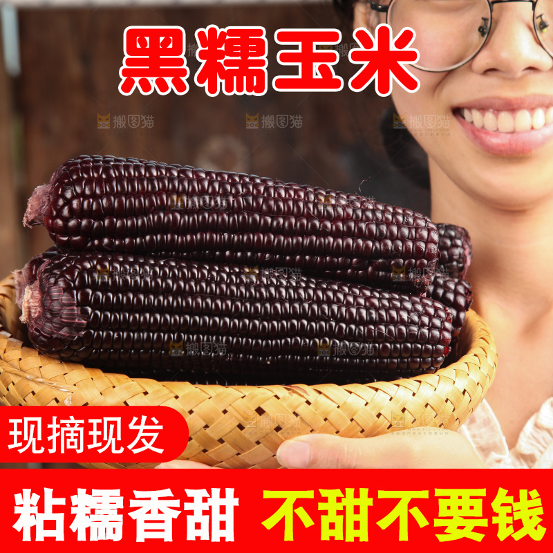 手里拿着黑玉米