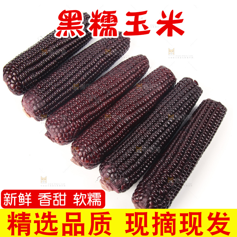 白底上的黑糯玉米