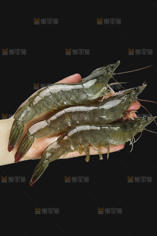 黑底上的大青虾