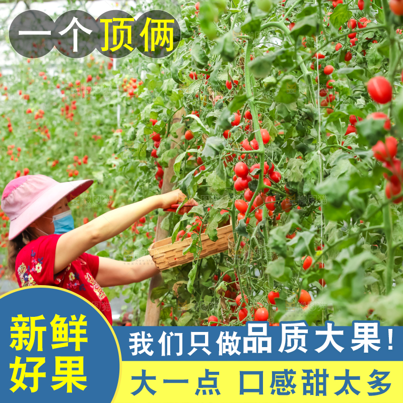 番茄藤上的小番茄