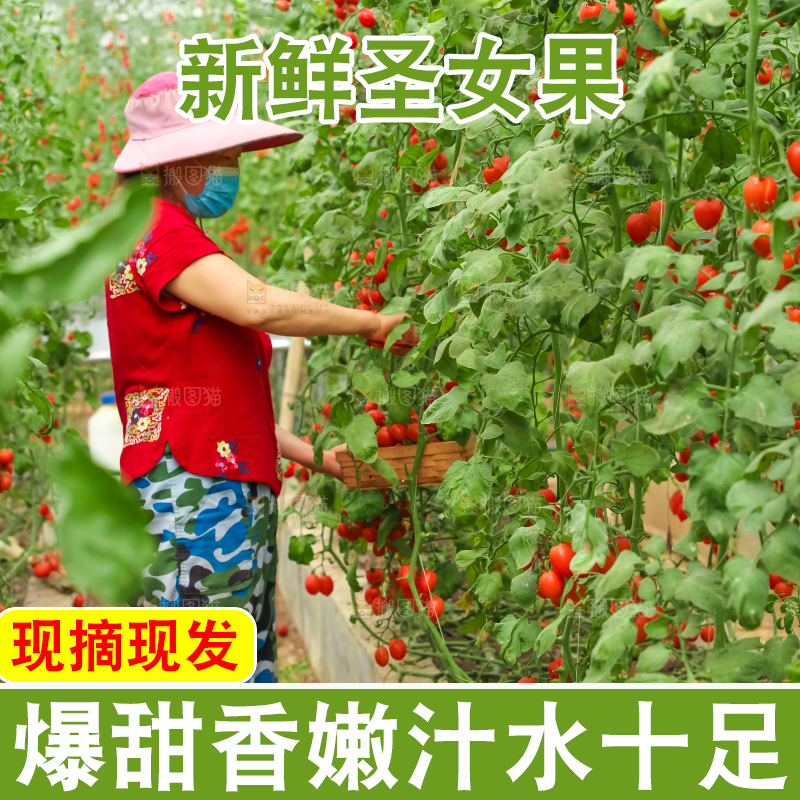 番茄藤上的小番茄
