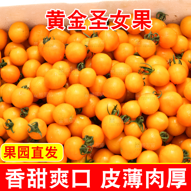 大片黄金圣女果