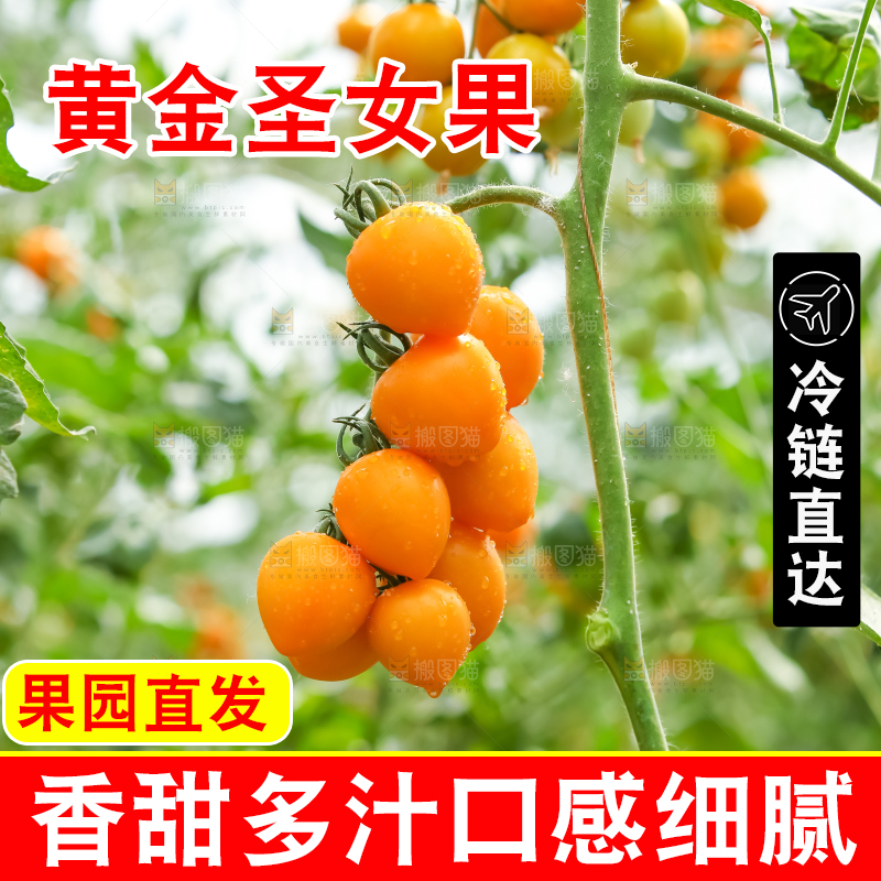 大片黄金圣女果