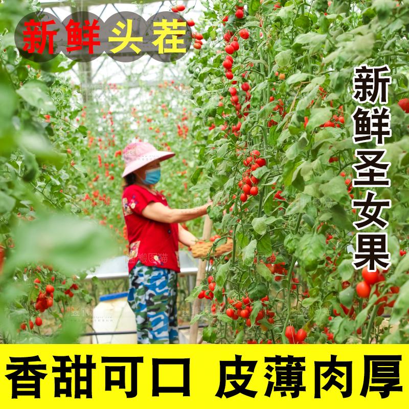 番茄藤上的小番茄
