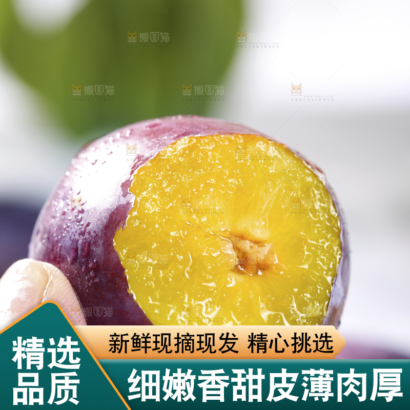 浅底上的西梅