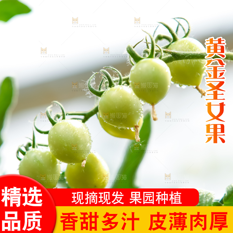 大片黄金圣女果