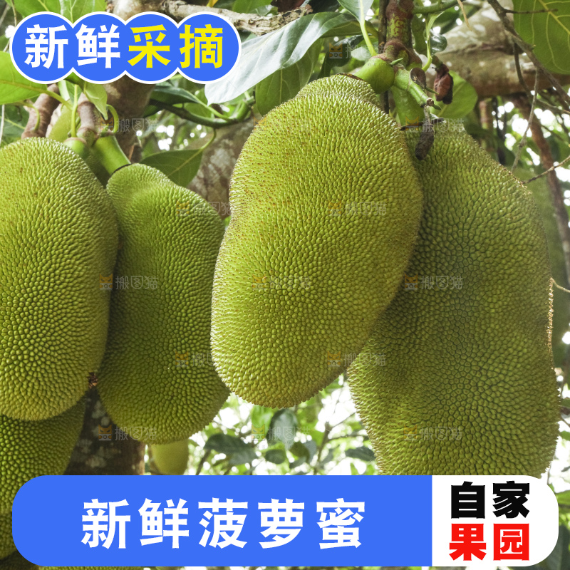 树上的新鲜菠萝蜜