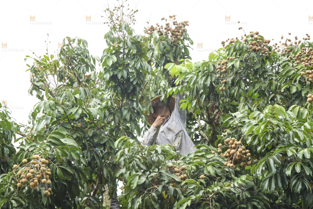 树上的新鲜龙眼