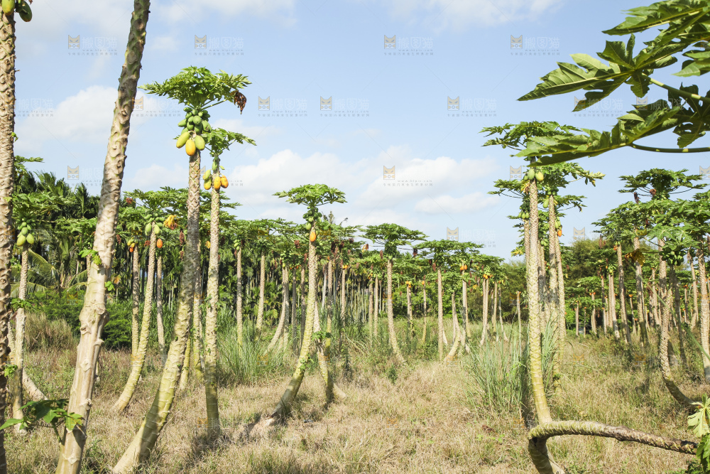 树上的木瓜