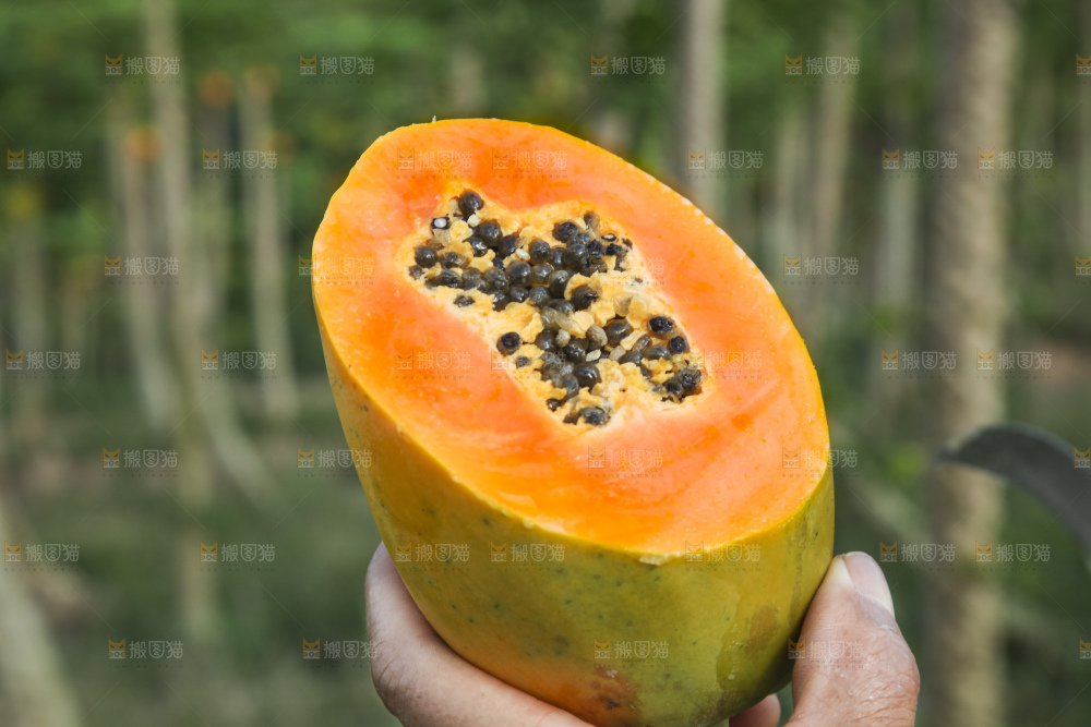 树上的木瓜