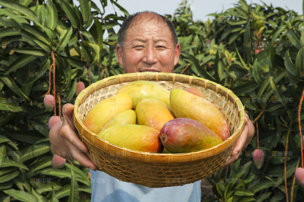 树上的新鲜芒果