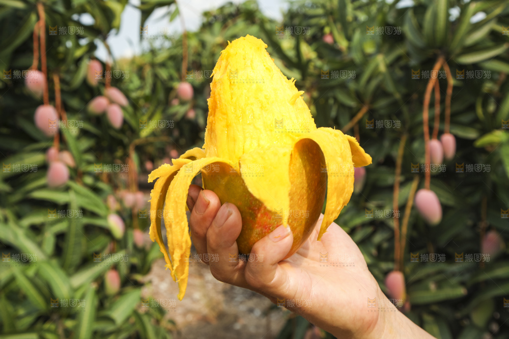 树上的新鲜芒果