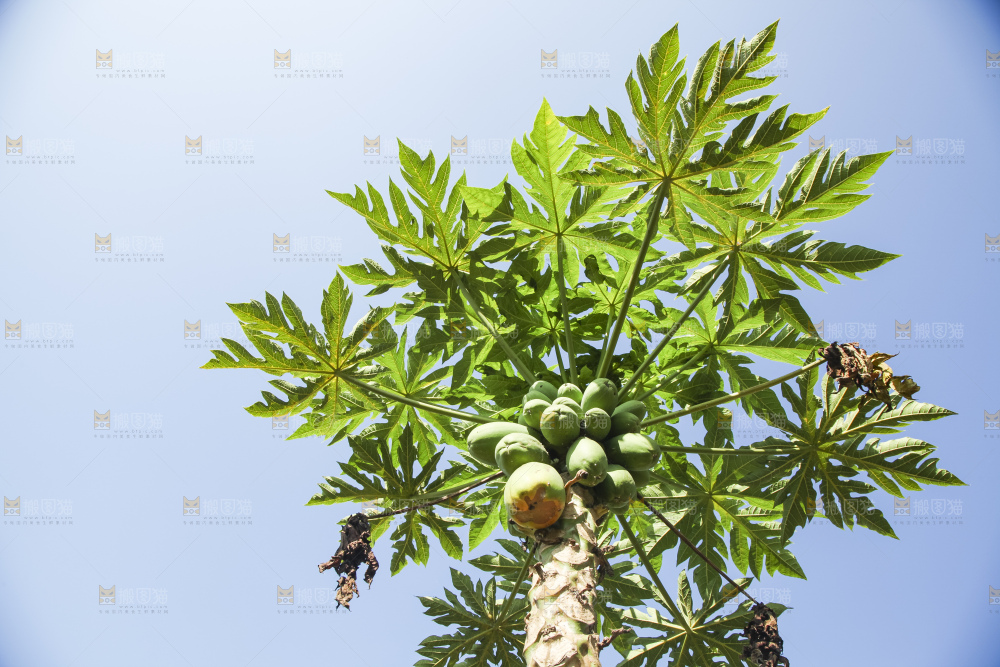树上的木瓜