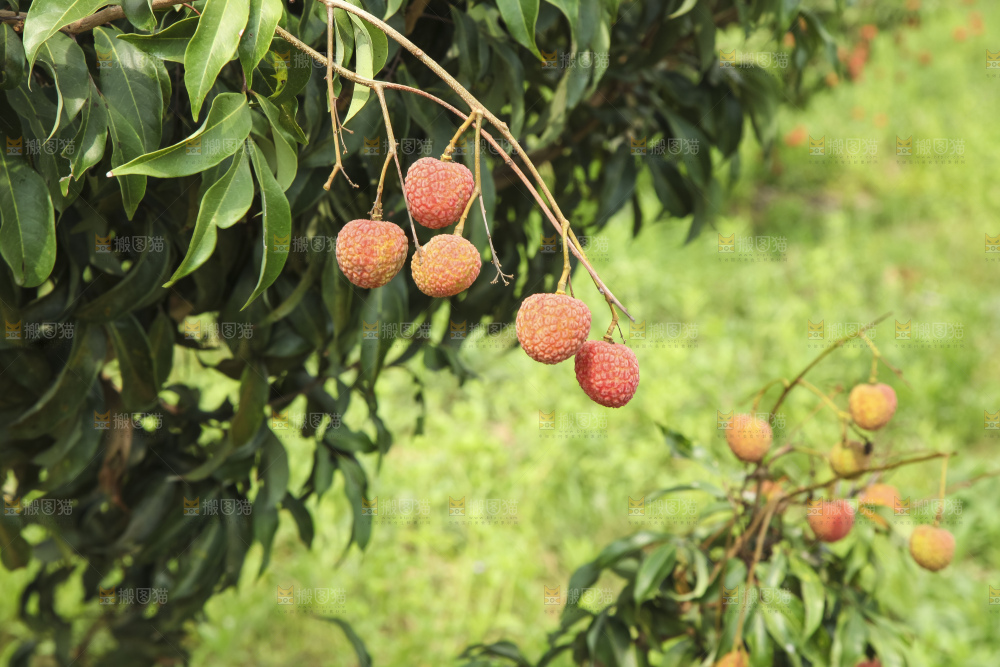 树上的荔枝
