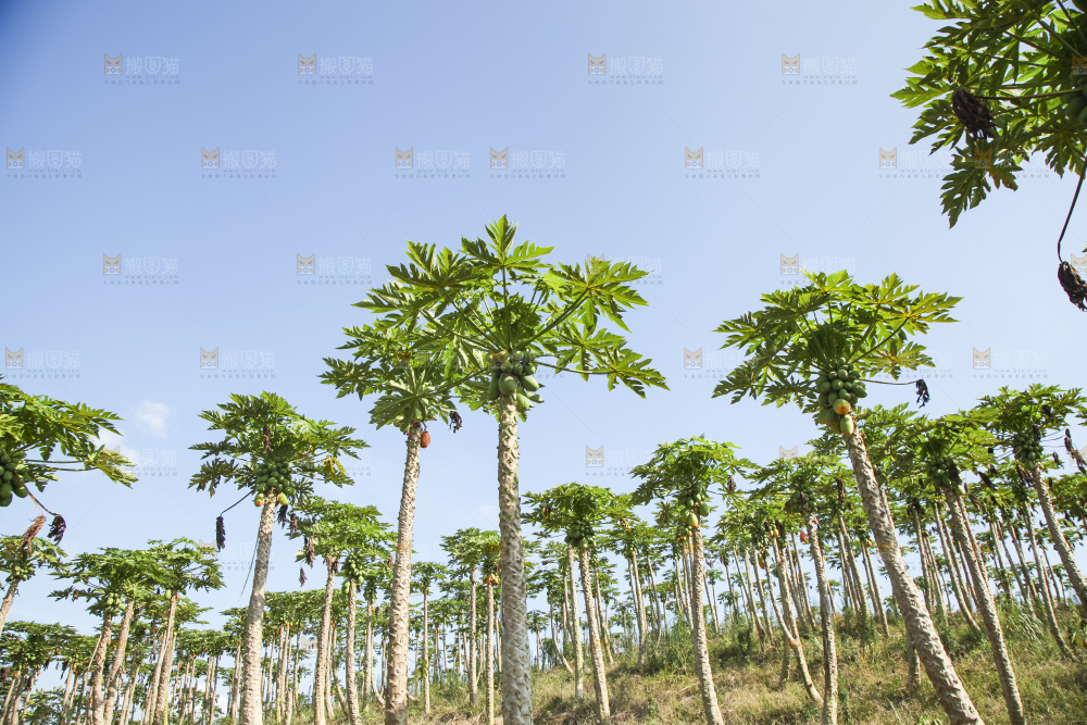 树上的木瓜