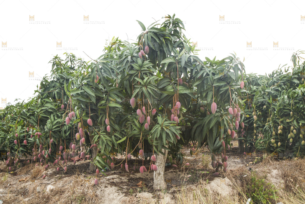树上的新鲜芒果