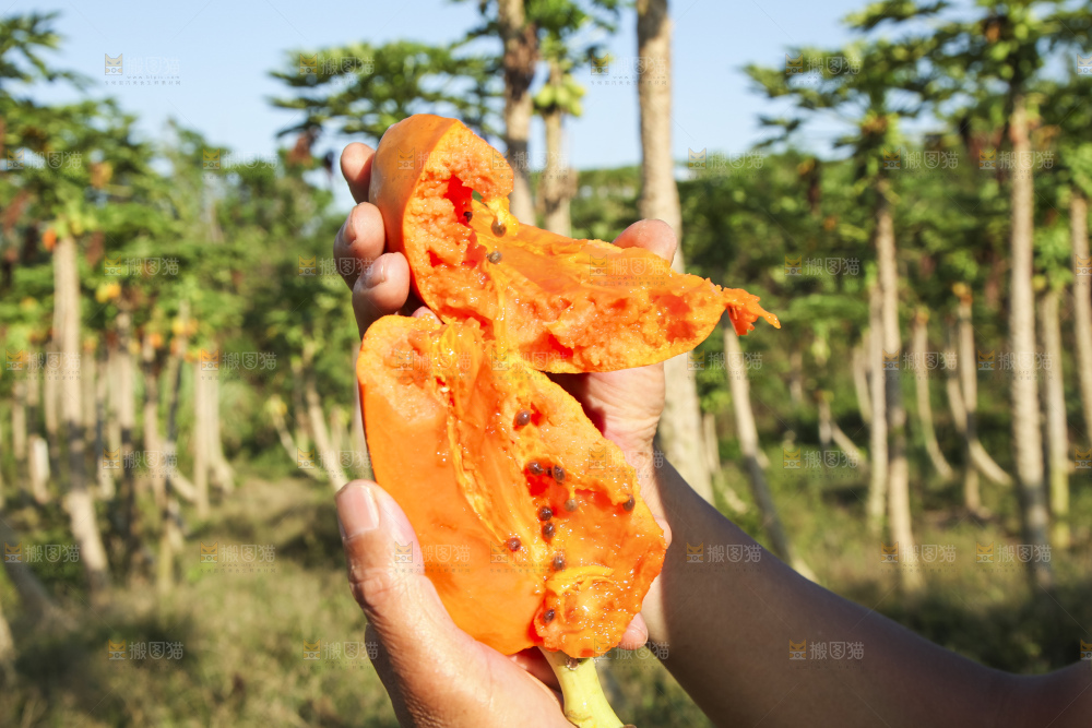树上的木瓜